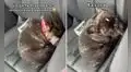 Mujer ‘regaña’ a su perrito por orinarse en su camioneta y reacción del can conmueve