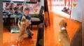 Perrito vuelve a ver a su dueño después de un año y se emociona al poder ‘abrazarlo’