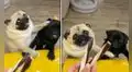 Perritos protagonizan una tierna pelea para obtener un delicioso dulce