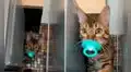 Gatito corre a esconderse para que no le quiten su chupón, pero se le termina cayendo