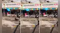 Perritos sin hogar ingresan a una tienda y se suben a los colchones en venta para jugar