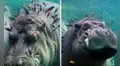 Hipopótamo se sumerge en agua y decenas de peces lo rodean para retirarle la piel muerta 