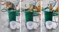 Curioso perrito desea refrescarse y él mismo se sumerge dentro de un balde con agua