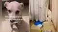 Perrito moja su cama y se oculta de sus dueños para evitar ser regañado