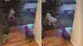 Gatito con disfraz de araña espanta a su ‘amigo’ canino y escena hace reír a usuarios