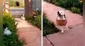 Perro ayuda a sus dueños a cargar las bolsas de compras y llevarlas a casa  