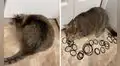 Gatita ‘pide’ ayuda para recuperar un objeto, pero revela su secreto de casualidad 