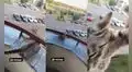 Distraído gatito casi se cae del balcón mientras jugaba, pero su dueña reacciona y lo salva