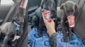 Encantador perrito disfruta de un Puppuccino de Starbucks en el automóvil de su dueña