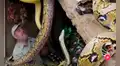 Serpientes caen encima de hombre mientras grababa dentro de un aparador lleno de reptiles