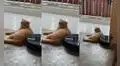 Joven quiere limpiar su casa, pero gatito con flojera no quiere moverse y sigue descansando