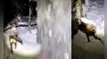 Perrita camina alegre con un palo, pero queda cubierta de nieve al chocar contra un árbol