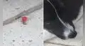 Capta a una hormiga llevando una flor, pero su perro coloca su pata encima y ocurre lo inesperado