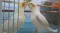 Pájaros protagonizan una pelea después de que uno de ellos intentó picotear al otro
