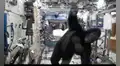 Astronauta se disfraza de gorila y juega una broma a sus compañeros en cabina espacial