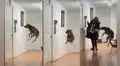 Perrito salta de la emoción al ver que su dueña regresa a casa
