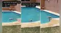 Perrito no soporta el intenso calor y se lanza varias veces a la piscina