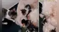 Perrita se ‘apropia’ de unos gatitos y no permite que su verdadera mamá se les acerque