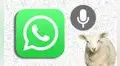 WhatsApp: ¿cómo enviar audios con voz de oveja a tus amigos?