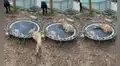 Cabra se queda dormida junto a un gatito que se encontraba en un trampolín