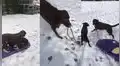 Encantadores perritos pasean por la nieve en un trineo hecho por su cuidadora