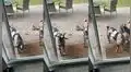 Cabra usa sus cuernos para golpear la puerta de cristal de su casa y así llamar a su dueño
