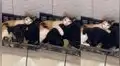 Tierno cachorro se hace espacio en el cesto de dormir de unos gatitos