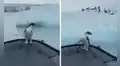Pescadores suben a un pingüino a su embarcación para llevarlo de regreso con su colonia 