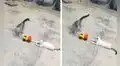 Gatos se divierten en el patio de su casa con carrito de juguete que su cuidador les regaló 