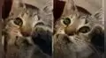 Joven descubre que su tierno gatito ‘chupa’ su pata como si fuera un bebé