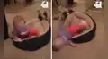 Perrito no permite que un bebé ocupe su cama y hace lo posible por sacarlo
