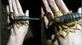 Joven deja que un escorpión excavador gigante dé un paseo en la palma de su mano