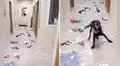 Perrito de refugio escapa de su cama y ocasiona un desastre en el establecimiento