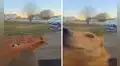Perro aprende a tocar el timbre para que le abran la puerta cada vez que sale a la calle