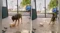 Perro le teme al cachorro que adoptó su dueña y huye cada vez que este se le acerca 