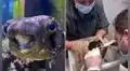 Someten a cirugía a un pez erizo porque le crece demasiado la dentadura y no puede comer