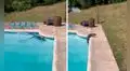 Familia disfruta de un día en la piscina hasta que nota la presencia de un pequeño lagarto
