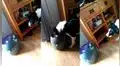 Perrito descubre una máquina lanzadora de pelotas de tenis y juega con ella