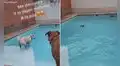 Perro aprovecha el descuido de su dueña y se lanza a la piscina para refrescarse