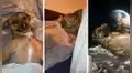 Graba a su perrito ‘volando’ hacia el espacio con ayuda de efectos especiales y es viral