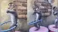Dos monos demuestran todo su ‘talento’ dominando el hula-hula a la perfección