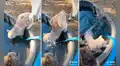 Caballo ve a un indefenso gato tomando agua en el borde de una tina y decide empujarlo