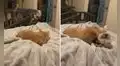 Perrito corre a acurrucarse junto a su ‘amigo’ felino y juntos protagonizan tierna escena