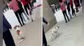 Perro se pone en la fila para acompañar a su dueña a que se vacune contra la COVID-19 
