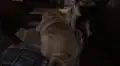 Pequeño cachorro da vueltas alrededor de su progenitor y termina cayéndose  