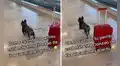Perrito enternece al jalar sin problemas el equipaje de su dueña en el aeropuerto
