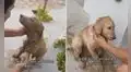 Perrito regresa a su casa cubierto de lodo y ‘pide disculpas’ a su dueño por la travesura 