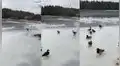 Mujer capta el instante en que dos patos aterrizan de forma divertida en lago congelado