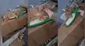 Gatito sufre divertida caída al relajarse demasiado por los mimos que su dueña le hace