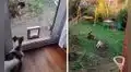 Perro trata de espantar a un gato, pero se arrepiente y es perseguido en su propia casa